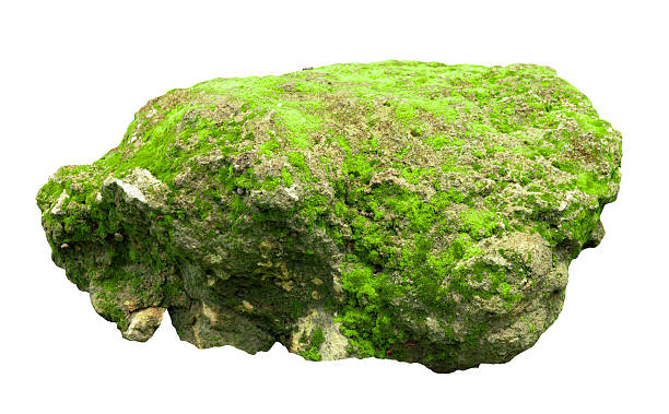 istock Tropical plant fern moss bush shrub tree isolated on white background with clipping path. 2226114542