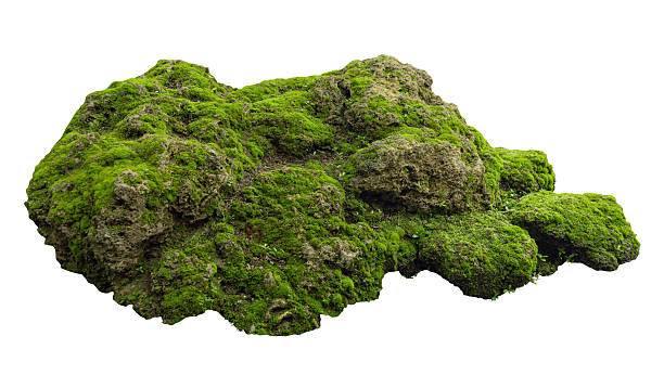 istock Tropical plant fern moss bush shrub tree isolated on white background with clipping path. 2226114584