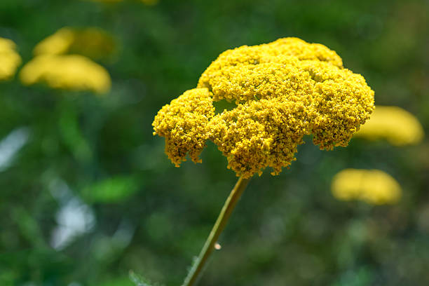 Bright yellow yarrow flower in sharp focus against a blurred green background, capturing the fine texture of its clustered blossoms in sunlight.