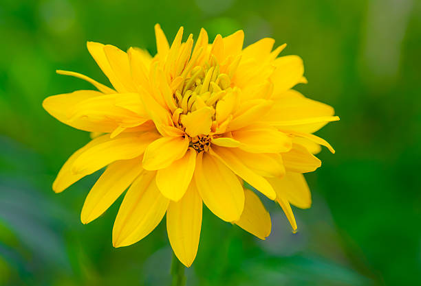 Fresh sunflowers in bloom at the park in summer, Aug. 2021