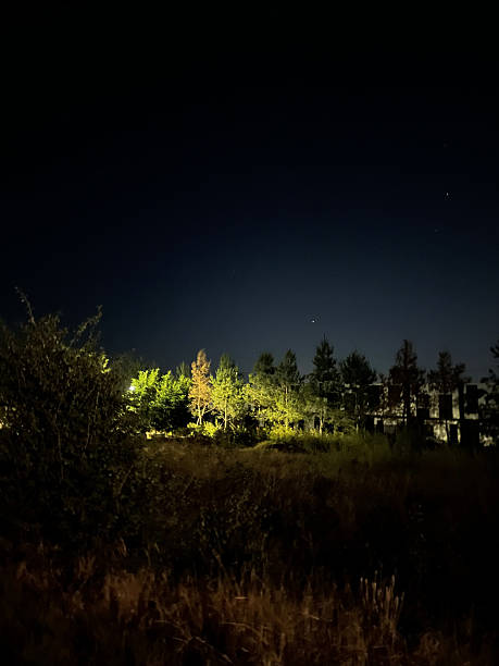 istock Nighttime landscape with illuminated trees under a clear sky 2226114972