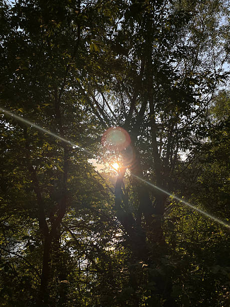 istock Sunlight filtering through trees at sunset in a serene forest 2226116341