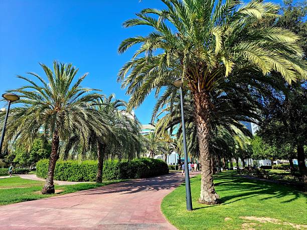 istock Palm trees in a city park 2226118446