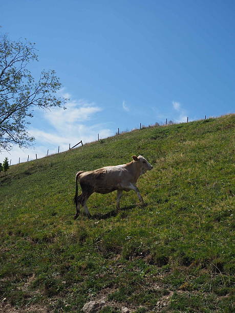 istock Cow Climbing a Hillside Meadow beneath Clear Blue Sky 2226118740