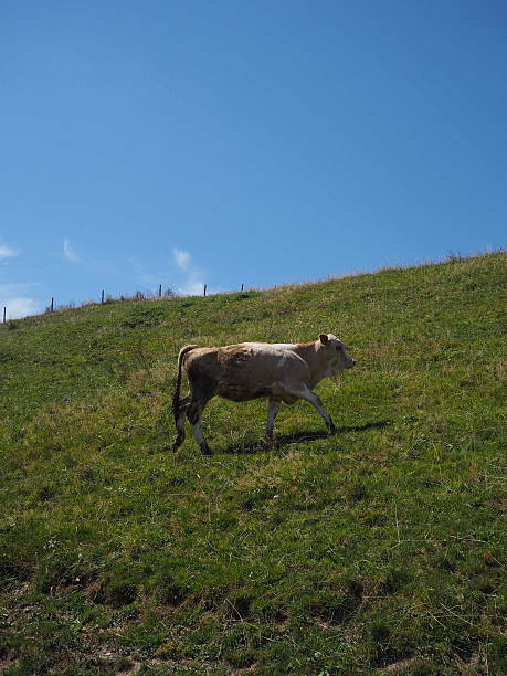 istock Cow Climbing a Hillside Meadow beneath Clear Blue Sky 2226118744
