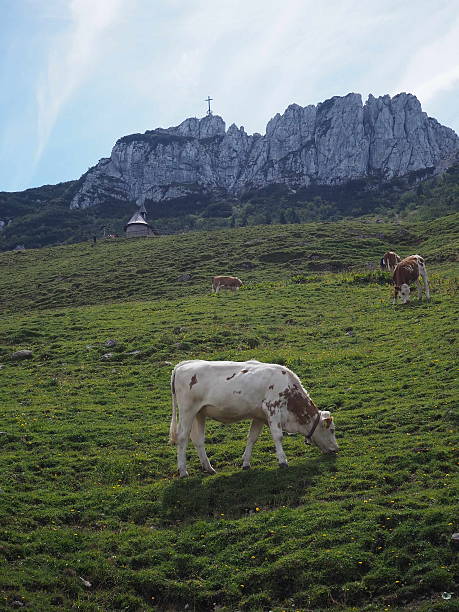 istock Grazing Cows Below Mountain Peak with Summit Cross and Blue Sky 2226118756