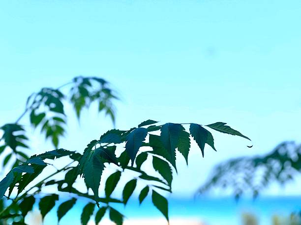 Plant with copyspace against the sky