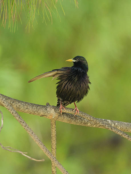 istock Common Starling Holding on a Branch in the Wild 2226120261