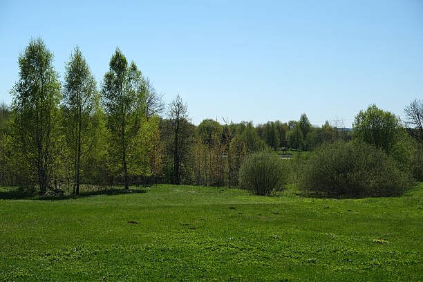 istock Lush green landscape with tall trees under a clear blue sky on a sunny afternoon in spring 2226121264