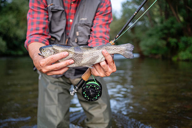 istock Man fly fishing for trout in a scenic river setting 2226121269