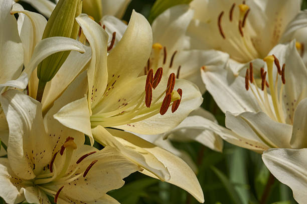 istock Lily (lat. Lilium) blooms in the garden. 2226122201