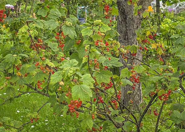istock Garden red currant bush with berries close-up 2226122448