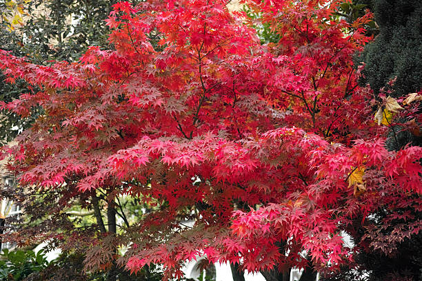 Acer palmatum 'Nomura-Momiji'