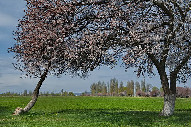 THE Spring Blooming Trees in Full Glory