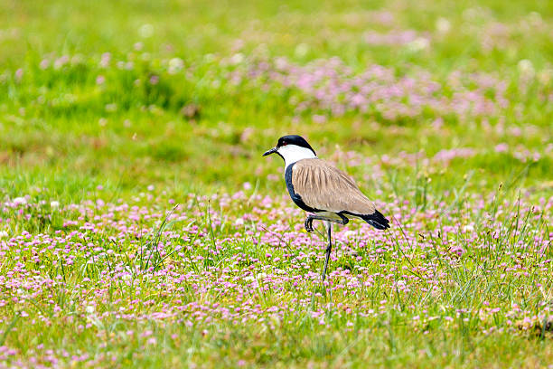 southern  lapwing chasing insects
