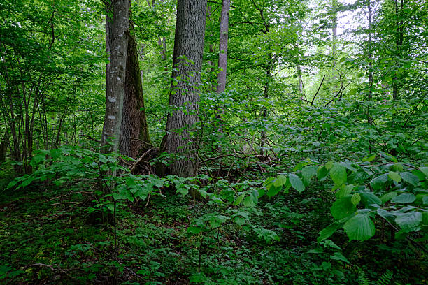 istock Late springtime deciduous forest with fresh green rich trees around 2226129954