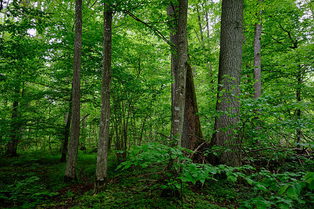 istock Late springtime deciduous forest with fresh green rich trees around 2226129967