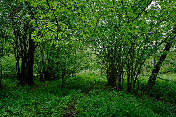 istock Late springtime deciduous forest with fresh green rich trees around 2226129985