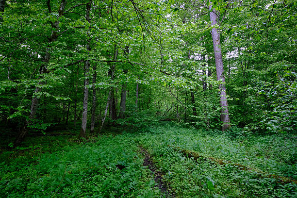 istock Late springtime deciduous forest with fresh green rich trees around 2226130034
