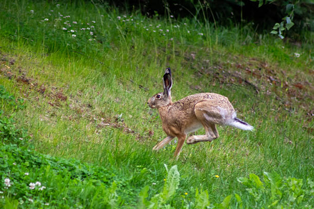 A brown hare runs across a grassy hillside on a bright day