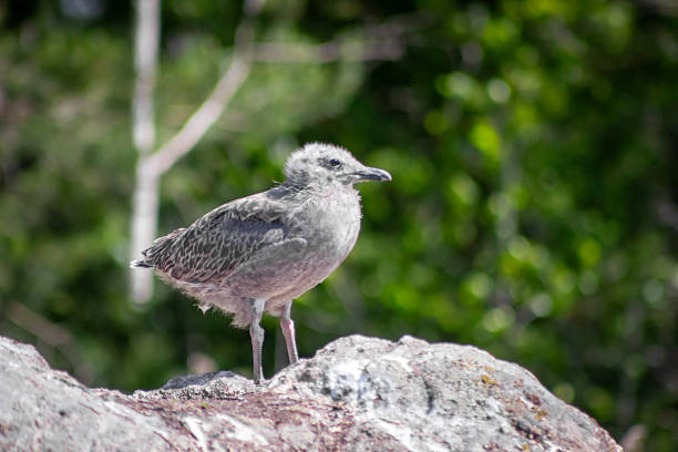 A Young Seagull Chick Resting on a Rocky Outcrop Underneath a Lush Green Canopy