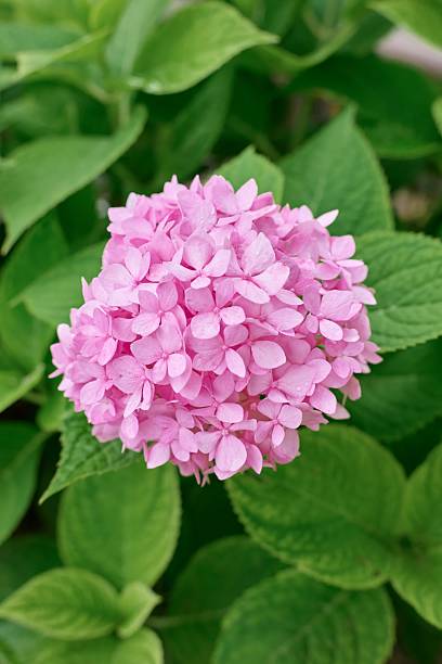 istock A pink flower with green leaves 2226132994