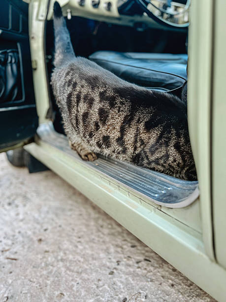 istock Curious tabby cat crawling into classic car under the front seat. 2226133470