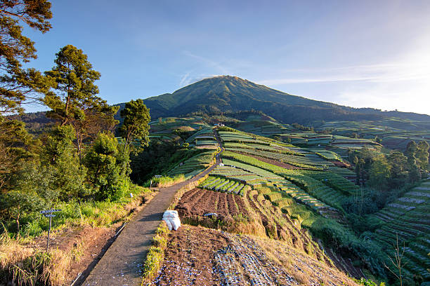 Negeri Sayur Sukomakmur is a scenic agricultural village nestled on the slopes of Mount Sumbing, in Kaliangkrik District, Magelang Regency, Central Java, Indonesia. Perched at an elevation of around 1,700 meters above sea level, the village enjoys a cool, temperate climate ideal for highland farming. It is widely recognized for its lush, terraced vegetable gardens that carpet the hillsides, producing a variety of crops such as cabbages, carrots, leeks, and potatoes. Beyond agriculture, Sukomakmur has gained popularity as a rural tourism destination due to its panoramic mountain views, fresh mountain air, and the unique charm of traditional Javanese highland village life.