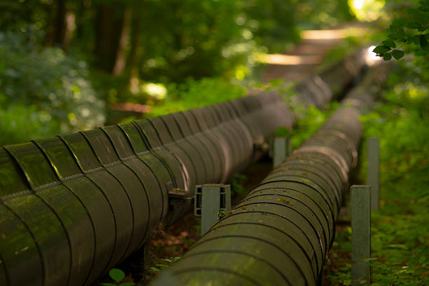 A long row of pipes is traversing through a dense forest environment, creating a striking contrast within the natural surroundings