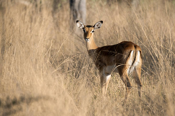 typically capture these elegant and agile antelopes in their natural habitat. Impalas are known for their sleek, reddish-brown coats and graceful build. In the images, they may be seen standing alert with their large ears listening for sounds, or leaping swiftly across the savannah to escape predators.