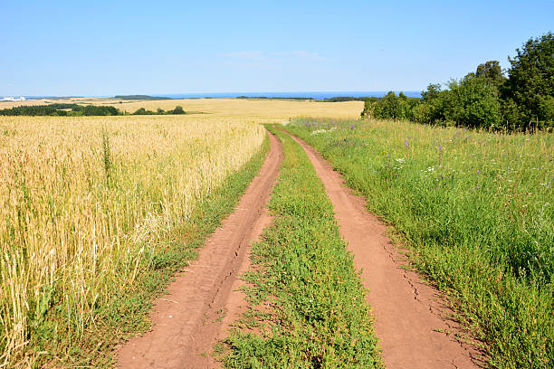 Dirt Road Through Wheat Field with Horizon and Blue Sky copy space
