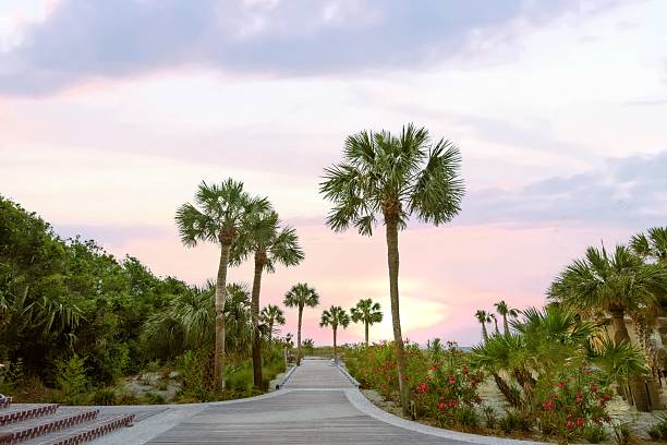 istock Boardwalk to the beach-Hilton Head, South Carolina 2226135226