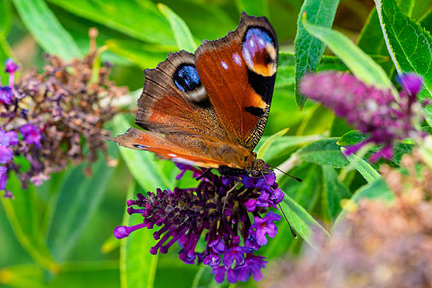 A breathtaking closeup of a vibrant Peacock butterfly proudly displaying its stunning vivid colors among lush greenery