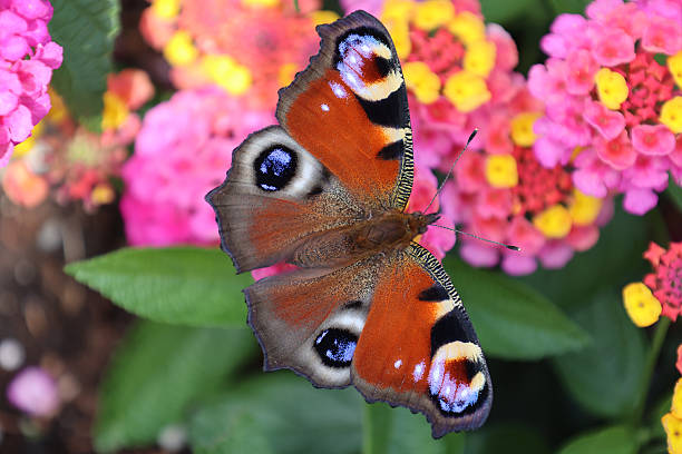 istock Peacock Butterfly On Lantana - Quebec 2226136687