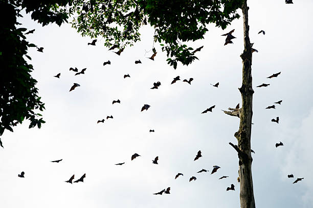 istock Flock of Birds Flying Around Tall Tree Under Cloudy Sky 2226136823
