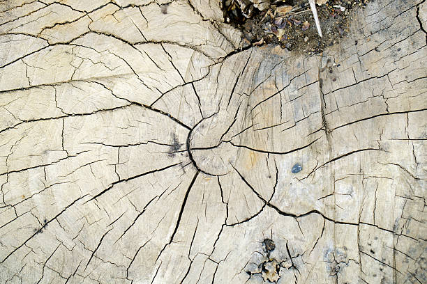 A close-up view of a weathered tree ring, showcasing intricate patterns and textures. The natural design captures the essence of aging and the beauty of organic materials.