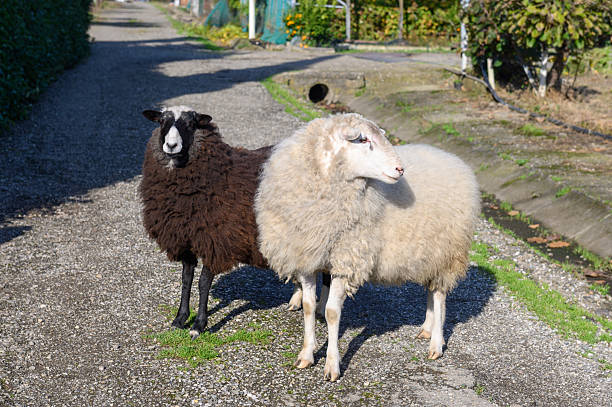 Monochrome portrait of a sheep in the English countryside, showing detailed wool texture and a calm rural atmosphere.