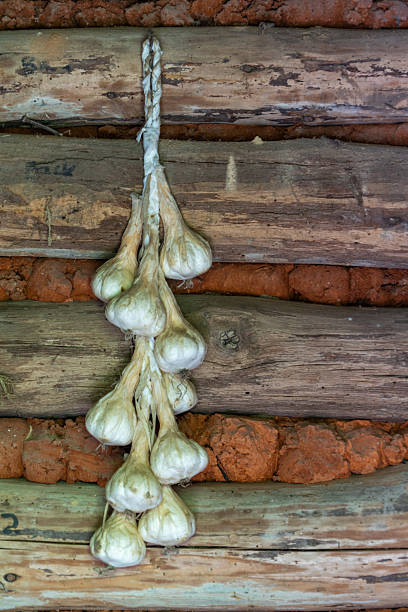 Garlic bulbs drying in a log cabin
