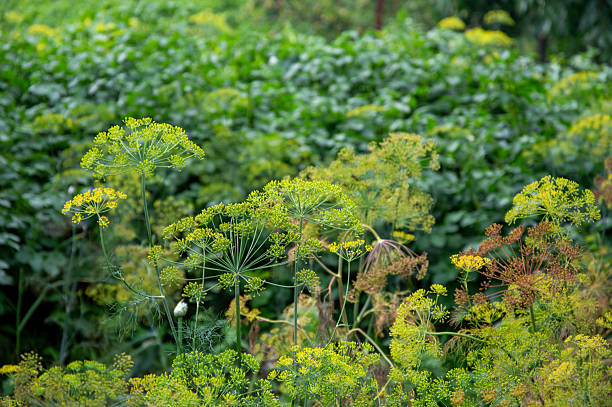 Lush dill plants thrive in a garden filled with greenery, their delicate yellow flowers blooming under the warm sunlight of a clear day.