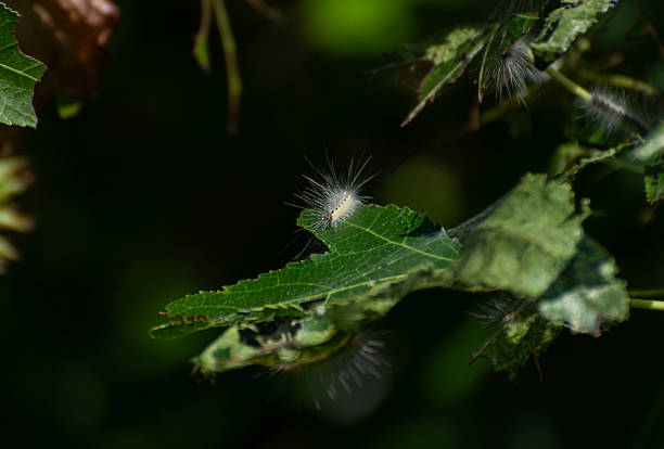 A caterpillar of an American white butterfly (hyphantria cunea) sits on a gnawed liquidambar tree leaf (Liquidambar styraciflua). Close-up.