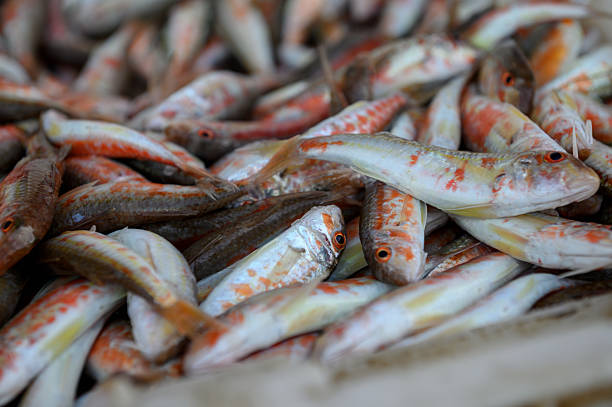 Fresh red mullets just caught in the Black Sea. Close-up.