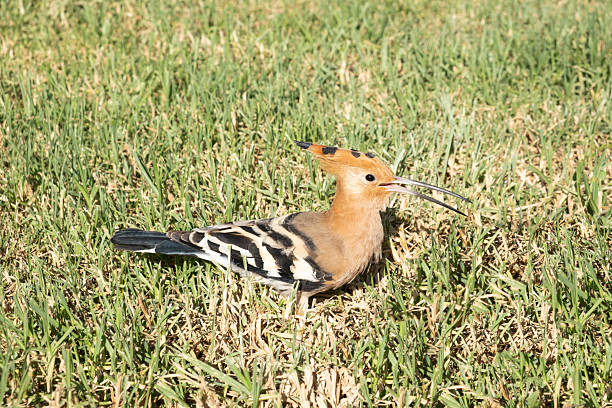 Eurasian hoopoe bird on the grass