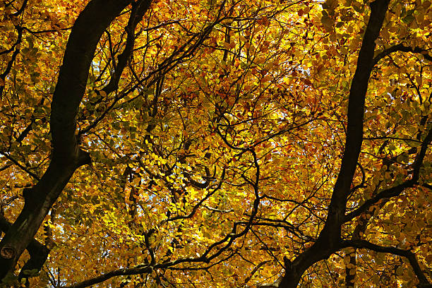 Nature outdoor beauty scenery concept. Autumnal trees in sunshine. Woodland during fall season covered by dried foliage.