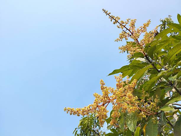 Mango flowers and leaves with clear blue sky background, Copy space