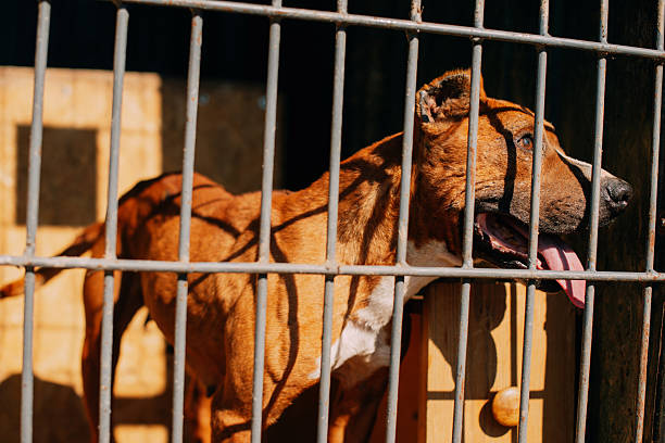 istock A Rescued Dog Found Behind Bars Inside a Shelter Awaiting a Loving Home and Future 2226142922