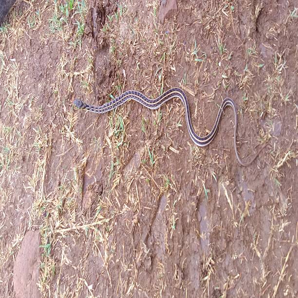 A baby snak in the farm
