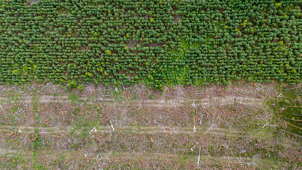 Aerial view showing deforestation and a young conifer plantation. Clear contrast between cleared land and dense green forest. Ideal for environmental, forestry, and climate change themes.