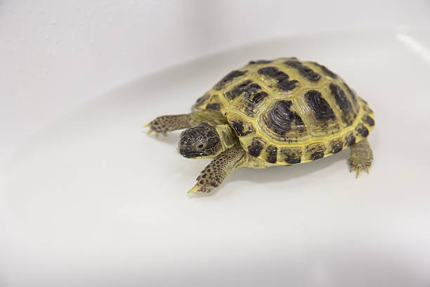 istock Close-up of a turtle with a shell in water 2226144818