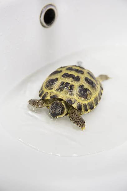 istock Turtle Swimming in a Sink 2226144895