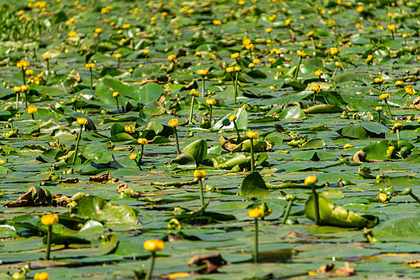 istock Pond overgrown with yellow pond lilies 2226145860